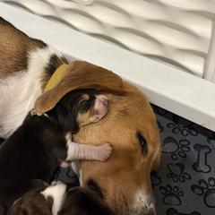 Girl 2 - female Harrier puppy in Waxhaw, North Carolina from Darkfire Harriers