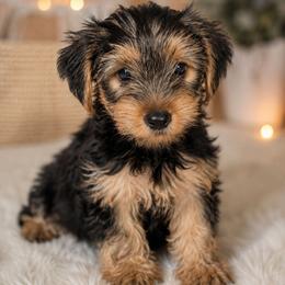 Duke - Black and tan male Yorkshire Terrier puppy in Broxton, Georgia from More Than Family