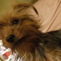 Mini - Yorkshire Terrier