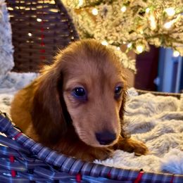 Donner - Red male Dachshund puppy in Visalia, California from DachGraston Dachshunds