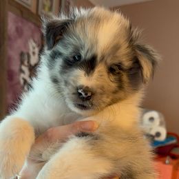 Shetland Sheepdog Puppies from Highland Shelties