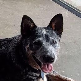 Haylee - Australian Cattle Dog