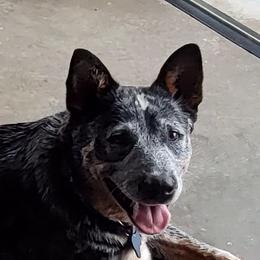 Haylee - Australian Cattle Dog