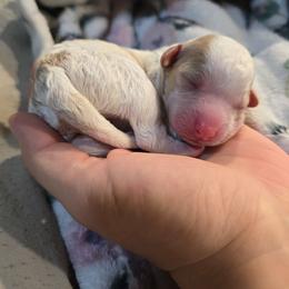 Philip - Blenheim male Cavapoo puppy in Truckee, California from Heavenly Goldendoodles