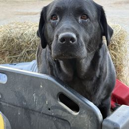 Connie - Labrador Retriever