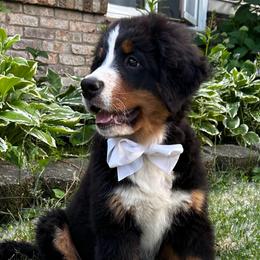 Baby Turquoise Girl - Black rust and white female Bernese Mountain Dog puppy in Toledo, Ohio from Baby Berners