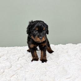 Pugsley - Black and tan male Cavapoo puppy in Springfield, Ohio from Dawson & Daryn's Royal Companions