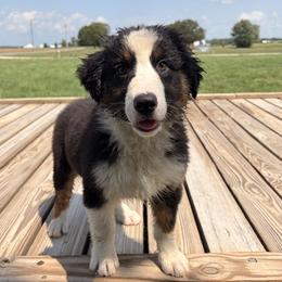 Sage - Black tri-color female Australian Shepherd puppy in Russia, Ohio from Double S Australian Shepherds