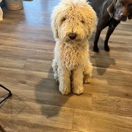 Double Doodle and Labradoodle All Grown Up from MerryGold Doodles
