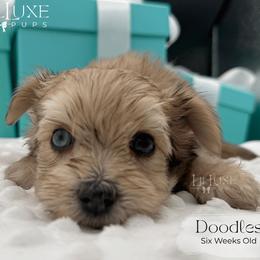 Doodles - Merle male Morkie puppy in Scottsdale, Arizona from Lil Luxe Pups