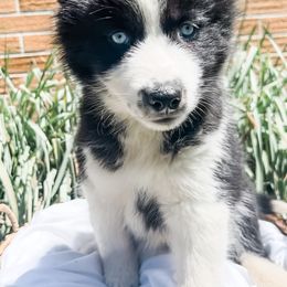Siberian Husky Puppies from Wooly Woof Siberians