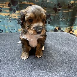 Right collar no white on face - Sable male Aussiedoodle puppy in Hillsboro, Illinois from Shoal Creek Puppies