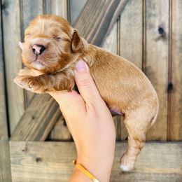 Fern - Red female Cavapoo puppy in Spring Hill, Florida from Parisian Puppies