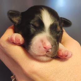 Black tri girl 5 - Black tri female Toy Australian Shepherd puppy in Hampton, Tennessee from TC Farms Stock Dogs - Miniature Australian Shepherds