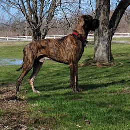 Keeva - Great Dane