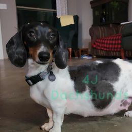 Bonnie - Dachshund
