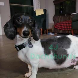 Bonnie - Dachshund