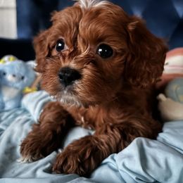 Cavalier King Charles Spaniel and Cavapoo Puppies from Cavapoo Puppy Parade