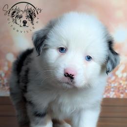 Faith - Blue merle female Australian Shepherd puppy in Fultonville, New York from Sandy Aussies & Pomeranians