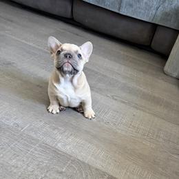 French Bulldog Puppies from Foster Lake Frenchies