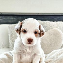 Surge - Parti male Goldendoodle puppy in Punta Gorda, Florida from Transformation Acres Goldendoodle