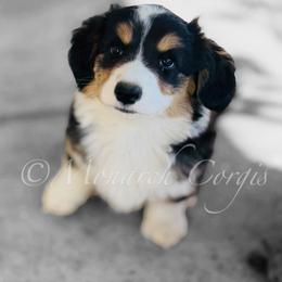 Wind (Windy) - Brindle and white female Cardigan Welsh Corgi puppy in Denver, Colorado from Monarch Corgis