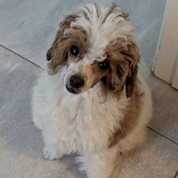 Poodle puppies from Playboy Poodles
