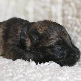 Black Girl - Sable coat - Black female German Shepherd puppy in Elijay, Georgia from Mission K9