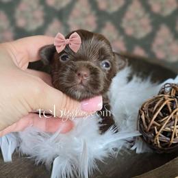 Linden - Liver female Yorkshire Terrier puppy in Greenwood County, South Carolina from TCB Yorkies