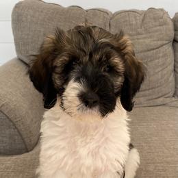 Bernedoodle Puppies from Sunset Family Farm