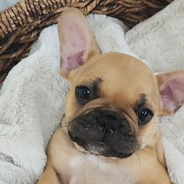 French Bulldogs from Edna's Homegrown Frenchies