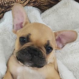 French Bulldogs from Edna's Homegrown Frenchies