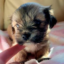 Haymitch - Brown male Lhasa Apso puppy in Jefferson, New York from Absolute Lhasa Love