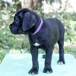 Cane Corso Puppies from Harlow Cane Corso