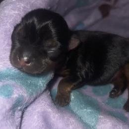 Yorkshire Terrier Puppies from Heaven_sent_toy_yorkies