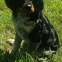 French Brittany Puppies from Dakota Point Kennel