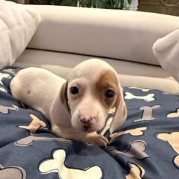 Girl 1 - Piebald female Dachshund puppy in Spokane, Washington from Dearhaven Doxie
