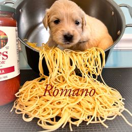 Golden Retriever Puppies from Ruff Life Goldens