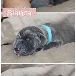 Bianca - Blue female Great Dane puppy in Spokane, Washington from Phoenix Family Danes