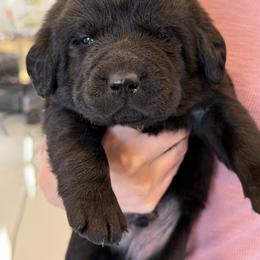 Edmund, Champion Bloodline English Lab - Black male Labrador Retriever puppy in Owosso, Michigan from Bennington Retrievers