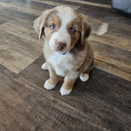 Miniature Australian Shepherd All Grown Up from Swanky Aussies