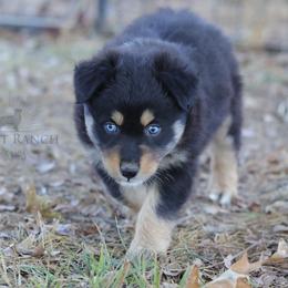 Girl 2 - Black tri-color female Australian Shepherd puppy in Athens, Alabama from SunSet Ranch Aussies