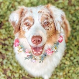 Bindi - Australian Shepherd