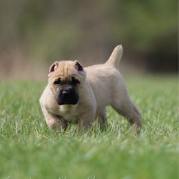 DIESEL - Fawn male Cane Corso puppy in Cable, Ohio from Americana Cane Corso