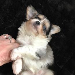 Chihuahua Puppies from Chilove Chihuahuas