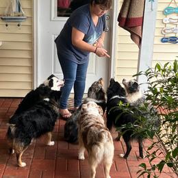Miniature Australian Shepherd and Toy Australian Shepherd All Grown Up from Lowery’s Little Aussies