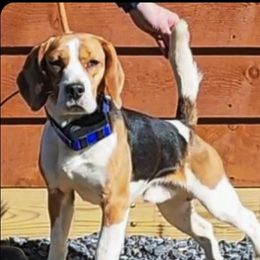 Sugar - Beagle