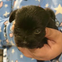 Boy 1 - Black and gold male Yorkshire Terrier puppy in Eddyville, Kentucky from Paw-Perfect Palace