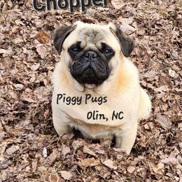 Chopper - Pug