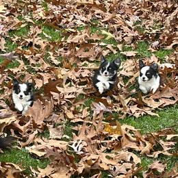 Chihuahua Puppies from Rossmoyne Chihuahuas